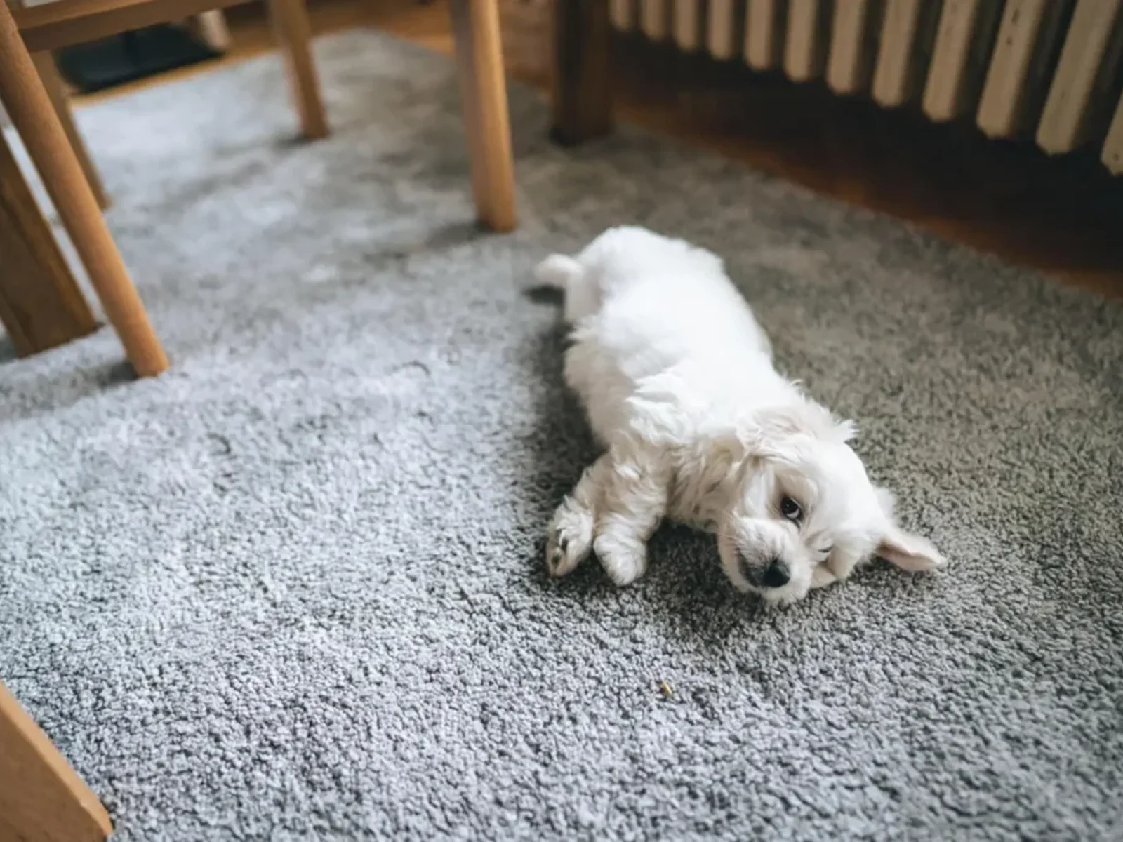 Pet Odor Removal Image